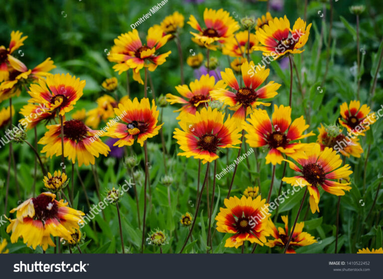 stock-photo-bumblebee-collects-nectar-from-yellow-red-flowers-1410522452