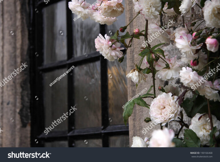 stock-photo-pink-white-roses-rambling-around-a-window-190166468