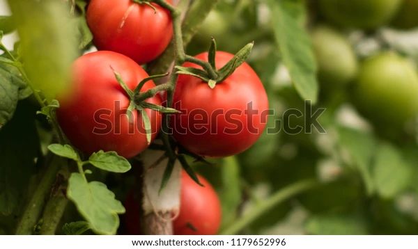 ripe-tomato-garden-600w-1179652996