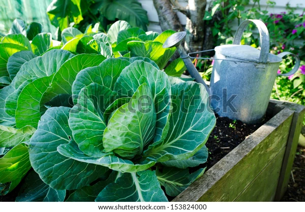 white-cabbage-growing-home-vegetable-600w-153824000
